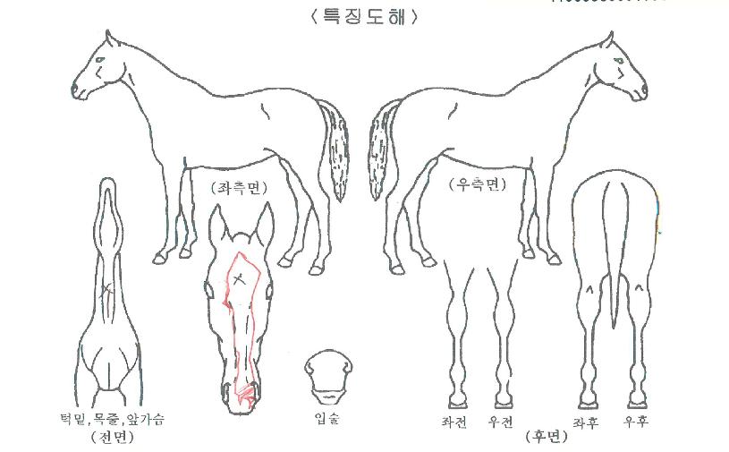 ±×·¹ÀÌÆ®°íÀÇ Ãø¸é,¿ì¸é,µÞ¸é,µÎ»ó,´Ù¸®ÀÇ Æ¯Â¡µµÇØ