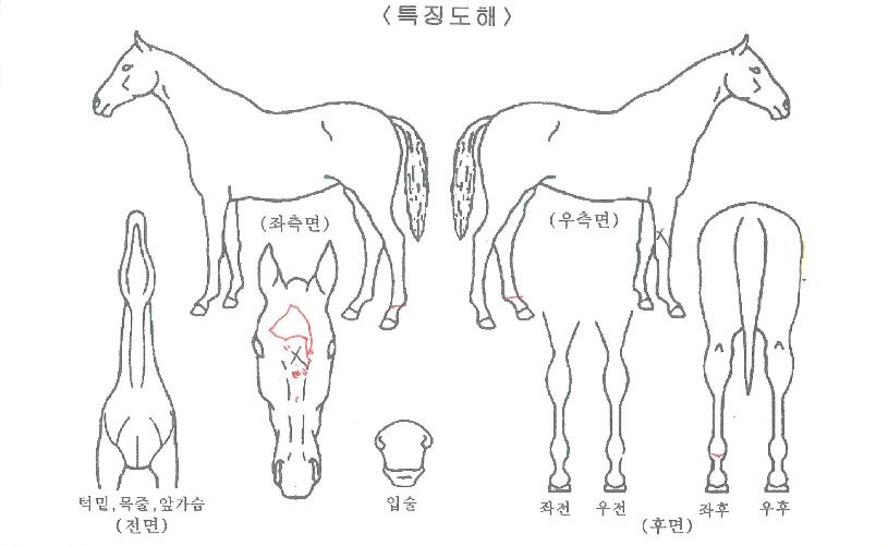 µå¸²Ç»Ã³ÀÇ Ãø¸é,¿ì¸é,µÞ¸é,µÎ»ó,´Ù¸®ÀÇ Æ¯Â¡µµÇØ