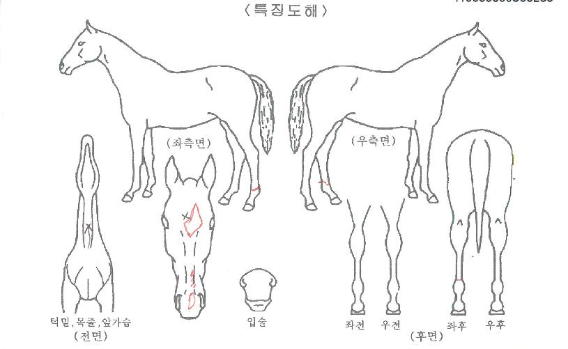 ÆÄÀ̾³ÊÀÇ Ãø¸é,¿ì¸é,µÞ¸é,µÎ»ó,´Ù¸®ÀÇ Æ¯Â¡µµÇØ