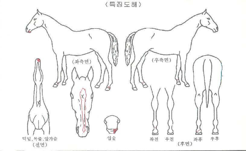 »ïÆ÷¿©°ÉÀÇ Ãø¸é,¿ì¸é,µÞ¸é,µÎ»ó,´Ù¸®ÀÇ Æ¯Â¡µµÇØ