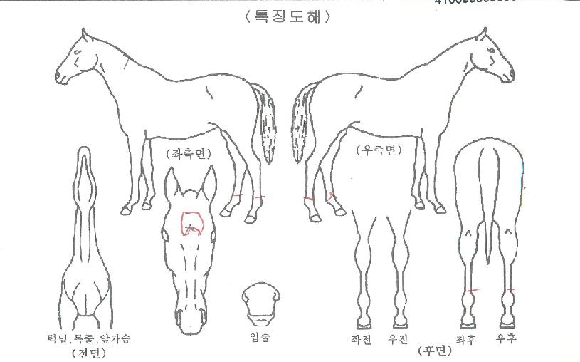 ÁÖ¸»ÆÄƼÀÚ¸¶ÀÇ Ãø¸é,¿ì¸é,µÞ¸é,µÎ»ó,´Ù¸®ÀÇ Æ¯Â¡µµÇØ