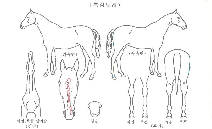 ¼¾Å·ÀÇ Ãø¸é,¿ì¸é,µÞ¸é,µÎ»ó,´Ù¸®ÀÇ Æ¯Â¡µµÇØ