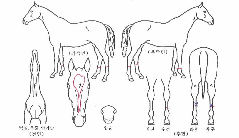 »ç·Á´ÏÀÇ Ãø¸é,¿ì¸é,µÞ¸é,µÎ»ó,´Ù¸®ÀÇ Æ¯Â¡µµÇØ