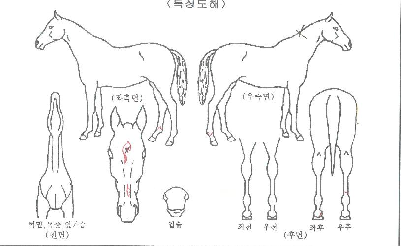 º£½ºÆ®ÆÐ¹Ð¸®ÀÇ Ãø¸é,¿ì¸é,µÞ¸é,µÎ»ó,´Ù¸®ÀÇ Æ¯Â¡µµÇØ