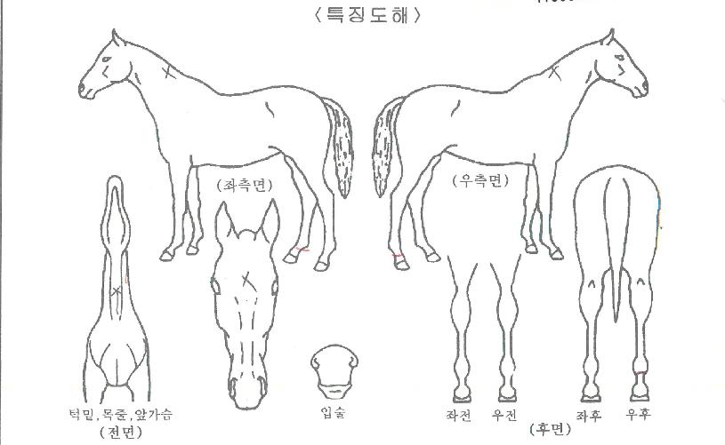 º£½ºÆ®·°Å°ÀÇ Ãø¸é,¿ì¸é,µÞ¸é,µÎ»ó,´Ù¸®ÀÇ Æ¯Â¡µµÇØ