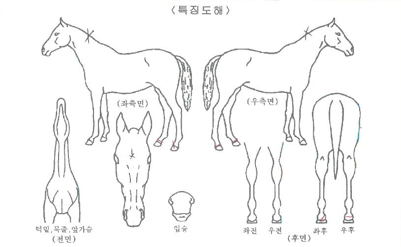³ë´ø¶óÀÌÃ÷ÀÇ Ãø¸é,¿ì¸é,µÞ¸é,µÎ»ó,´Ù¸®ÀÇ Æ¯Â¡µµÇØ