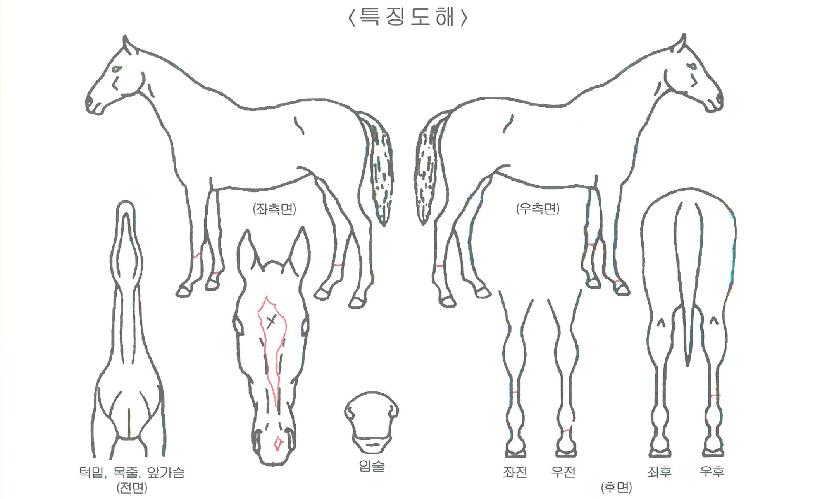 ¹ÌÁîÀ¯·ÎÀÇ Ãø¸é,¿ì¸é,µÞ¸é,µÎ»ó,´Ù¸®ÀÇ Æ¯Â¡µµÇØ