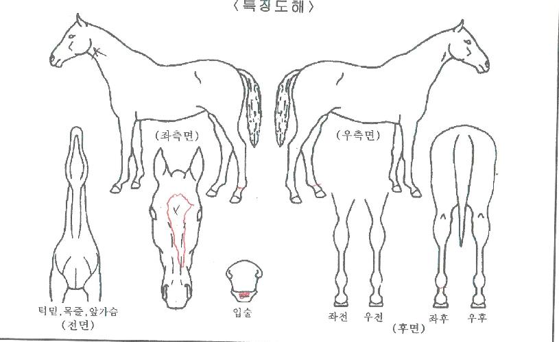 ´«ºÎ½ÅÇѼ¾ÀÇ Ãø¸é,¿ì¸é,µÞ¸é,µÎ»ó,´Ù¸®ÀÇ Æ¯Â¡µµÇØ