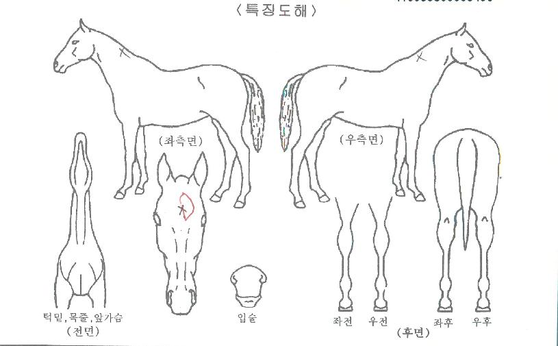 Àεð¾ðèÇÁÀÇ Ãø¸é,¿ì¸é,µÞ¸é,µÎ»ó,´Ù¸®ÀÇ Æ¯Â¡µµÇØ