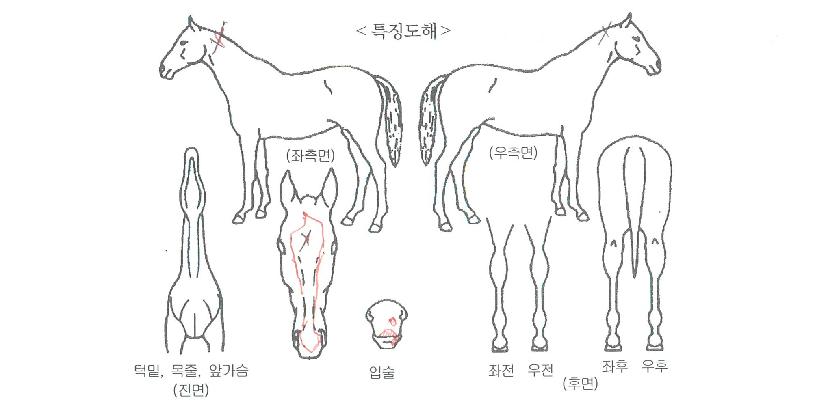 ÄÚ¸®¾Æ¹Ì¼ÒÀÇ Ãø¸é,¿ì¸é,µÞ¸é,µÎ»ó,´Ù¸®ÀÇ Æ¯Â¡µµÇØ