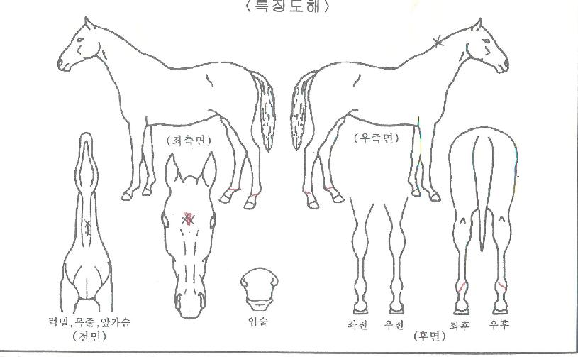 ·±´øº¸½ºÀÇ Ãø¸é,¿ì¸é,µÞ¸é,µÎ»ó,´Ù¸®ÀÇ Æ¯Â¡µµÇØ