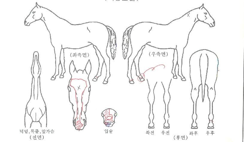 ¸¶Ä®·ç½ºÅ¸ÀÇ Ãø¸é,¿ì¸é,µÞ¸é,µÎ»ó,´Ù¸®ÀÇ Æ¯Â¡µµÇØ