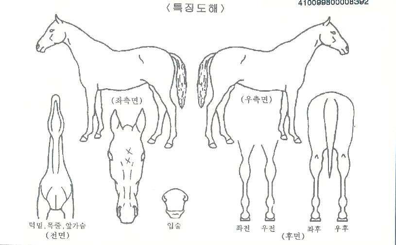 ¾ßÈ£°ñµçĹÀÇ Ãø¸é,¿ì¸é,µÞ¸é,µÎ»ó,´Ù¸®ÀÇ Æ¯Â¡µµÇØ