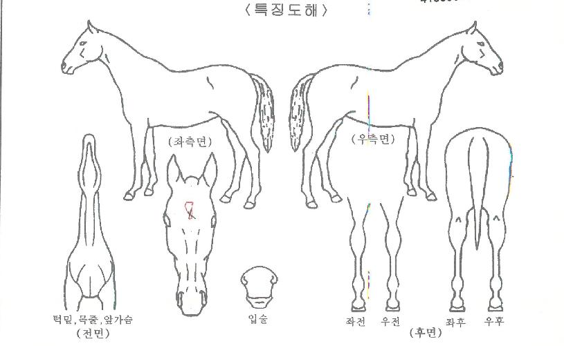 ¯µ¹ÀÇ Ãø¸é,¿ì¸é,µÞ¸é,µÎ»ó,´Ù¸®ÀÇ Æ¯Â¡µµÇØ