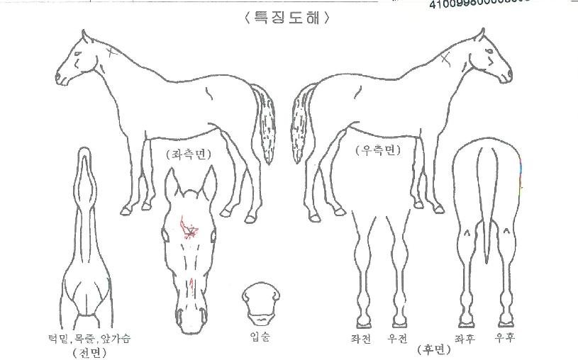 ¼º½Ç¸Ó´ÏÀÇ Ãø¸é,¿ì¸é,µÞ¸é,µÎ»ó,´Ù¸®ÀÇ Æ¯Â¡µµÇØ