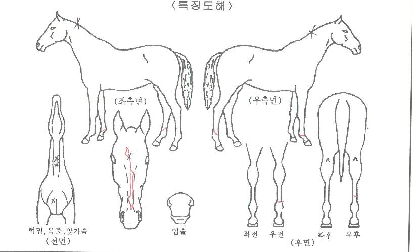 ½Â¸®¿©Àü»çÀÇ Ãø¸é,¿ì¸é,µÞ¸é,µÎ»ó,´Ù¸®ÀÇ Æ¯Â¡µµÇØ