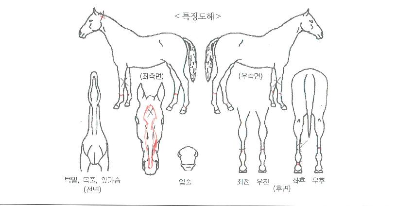 ¸£·ç¾Æºí¶ûÀÇ Ãø¸é,¿ì¸é,µÞ¸é,µÎ»ó,´Ù¸®ÀÇ Æ¯Â¡µµÇØ