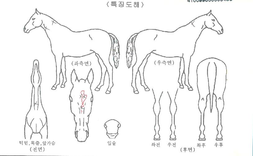 ¼¼¸í°ÀÚÀÇ Ãø¸é,¿ì¸é,µÞ¸é,µÎ»ó,´Ù¸®ÀÇ Æ¯Â¡µµÇØ