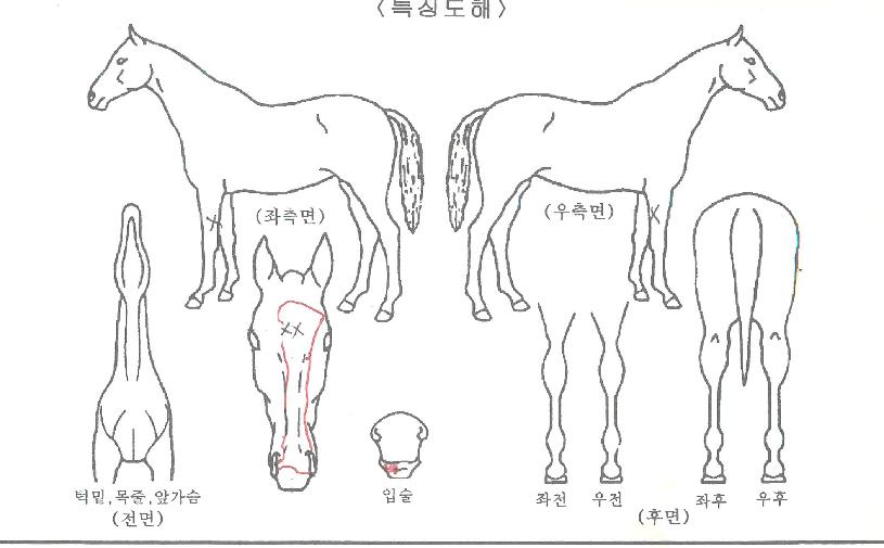 À§³Ê¸ÞÀÌÄ¿ÀÇ Ãø¸é,¿ì¸é,µÞ¸é,µÎ»ó,´Ù¸®ÀÇ Æ¯Â¡µµÇØ