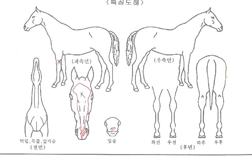 »õ³²ÀǺ°ÀÇ Ãø¸é,¿ì¸é,µÞ¸é,µÎ»ó,´Ù¸®ÀÇ Æ¯Â¡µµÇØ