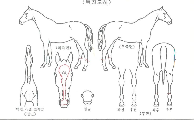 ¾ÆÀÓÀ¯¾îÆÐ¼ÇÀÇ Ãø¸é,¿ì¸é,µÞ¸é,µÎ»ó,´Ù¸®ÀÇ Æ¯Â¡µµÇØ