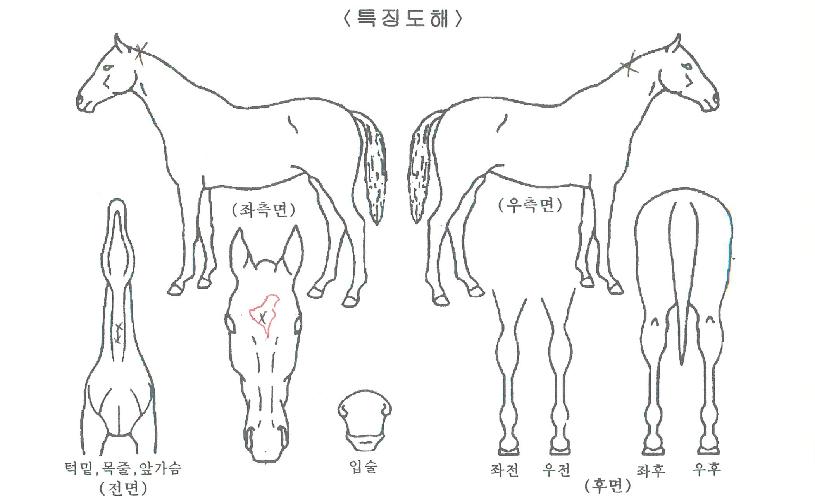 û´ãžçÀÇ Ãø¸é,¿ì¸é,µÞ¸é,µÎ»ó,´Ù¸®ÀÇ Æ¯Â¡µµÇØ