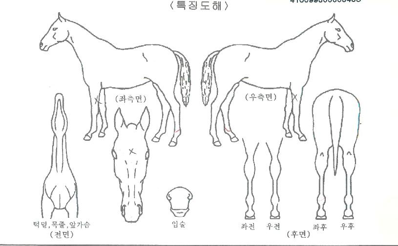 ·Î¿ÃູÀÇ Ãø¸é,¿ì¸é,µÞ¸é,µÎ»ó,´Ù¸®ÀÇ Æ¯Â¡µµÇØ