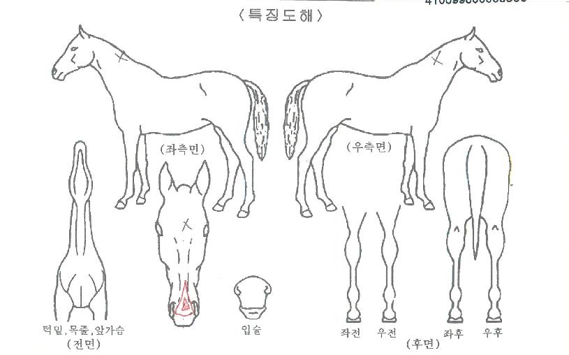 ÅõÅõµ¥ÀÌÀÇ Ãø¸é,¿ì¸é,µÞ¸é,µÎ»ó,´Ù¸®ÀÇ Æ¯Â¡µµÇØ