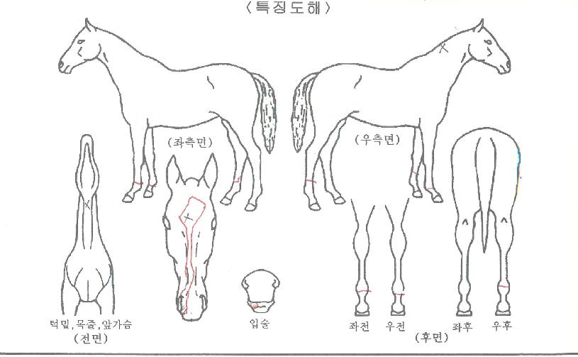 ´õºñ½ºÆ®ÀÇ Ãø¸é,¿ì¸é,µÞ¸é,µÎ»ó,´Ù¸®ÀÇ Æ¯Â¡µµÇØ