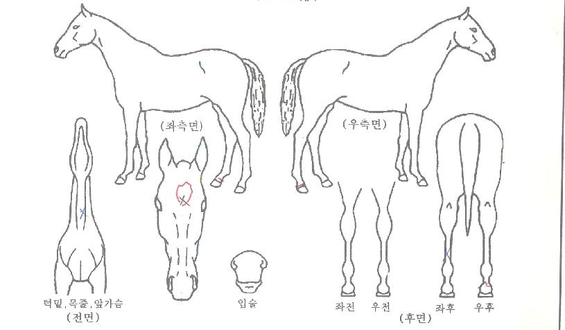 ·°Å°È÷¾î·ÎÀÇ Ãø¸é,¿ì¸é,µÞ¸é,µÎ»ó,´Ù¸®ÀÇ Æ¯Â¡µµÇØ