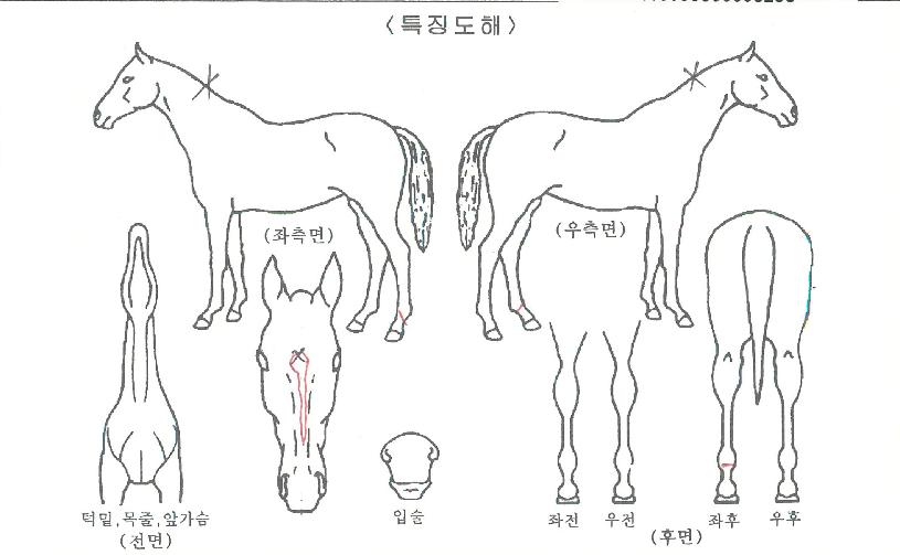 ÆÇŸ½ºÆ½¸ÇÀÇ Ãø¸é,¿ì¸é,µÞ¸é,µÎ»ó,´Ù¸®ÀÇ Æ¯Â¡µµÇØ