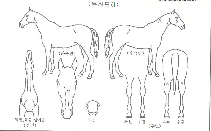 Ç÷¯Å°À©µåÀÇ Ãø¸é,¿ì¸é,µÞ¸é,µÎ»ó,´Ù¸®ÀÇ Æ¯Â¡µµÇØ