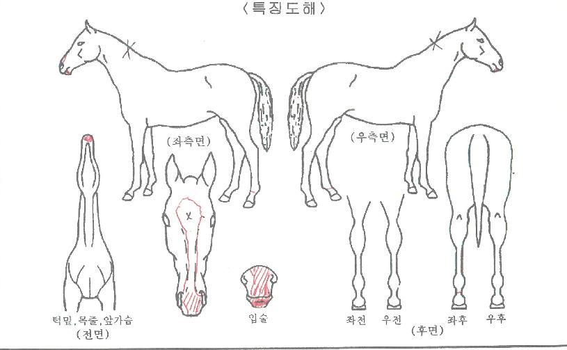 º£½ºÆ®Æ÷½ºÀÇ Ãø¸é,¿ì¸é,µÞ¸é,µÎ»ó,´Ù¸®ÀÇ Æ¯Â¡µµÇØ