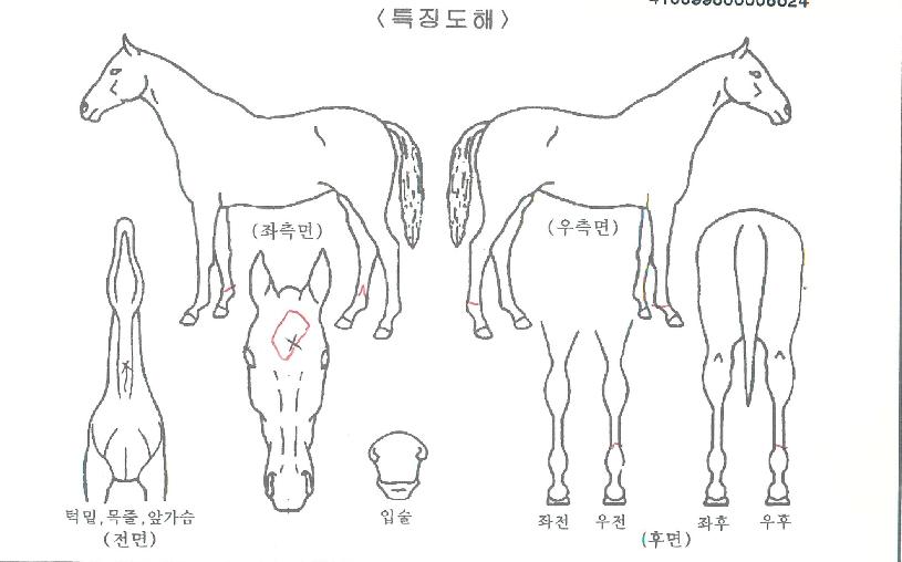 ¿ÀÁÖ¾Ö¸¶ÀÇ Ãø¸é,¿ì¸é,µÞ¸é,µÎ»ó,´Ù¸®ÀÇ Æ¯Â¡µµÇØ