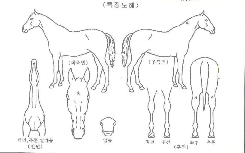 ½ºÇǵåÅ·´ýÀÇ Ãø¸é,¿ì¸é,µÞ¸é,µÎ»ó,´Ù¸®ÀÇ Æ¯Â¡µµÇØ