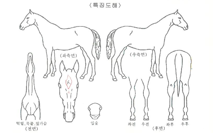 ¿ÃµåÆÄ¿öÀÇ Ãø¸é,¿ì¸é,µÞ¸é,µÎ»ó,´Ù¸®ÀÇ Æ¯Â¡µµÇØ