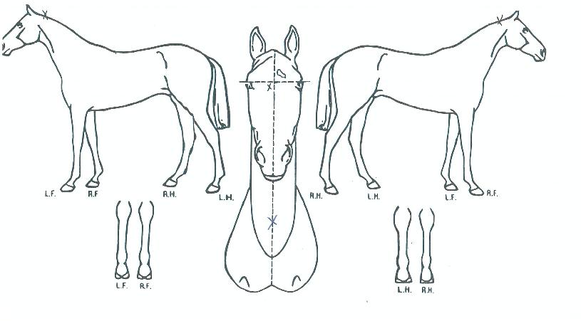 ¾Æ¸Þ¸®Äº§ÀÇ Ãø¸é,¿ì¸é,µÞ¸é,µÎ»ó,´Ù¸®ÀÇ Æ¯Â¡µµÇØ