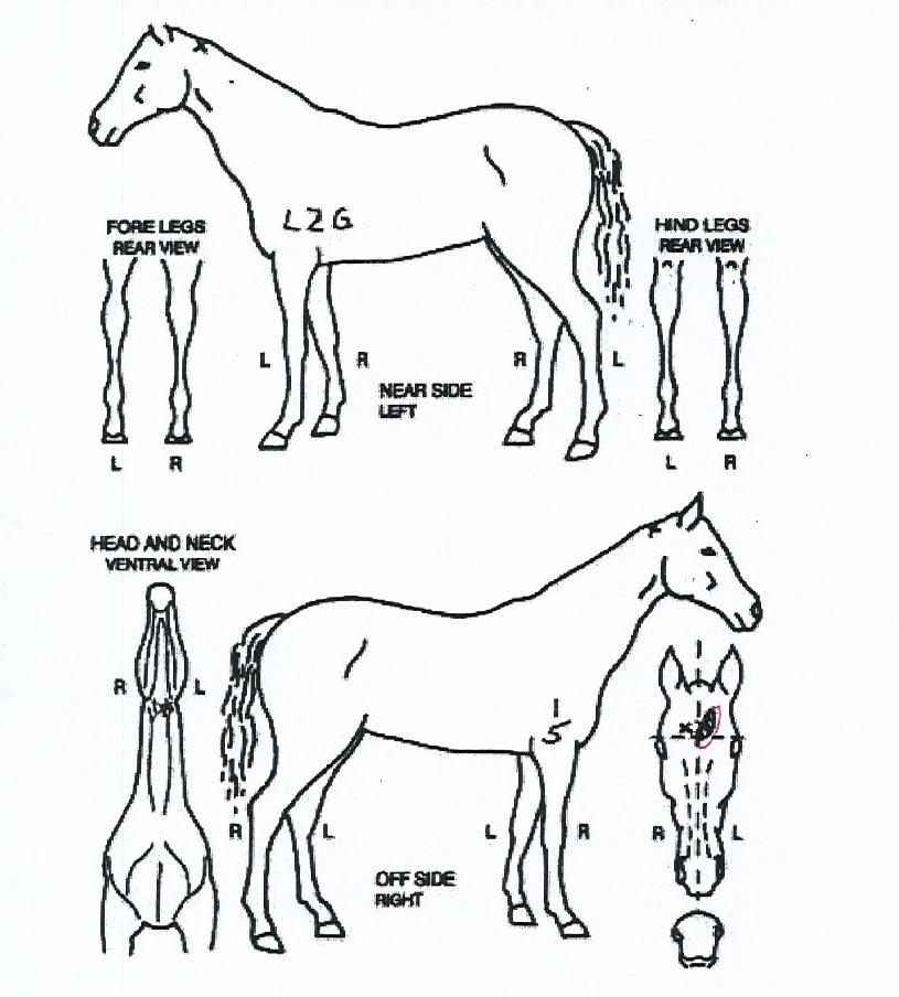 üÀÎÁö¸ÞÀÌÄ¿ÀÇ Ãø¸é,¿ì¸é,µÞ¸é,µÎ»ó,´Ù¸®ÀÇ Æ¯Â¡µµÇØ