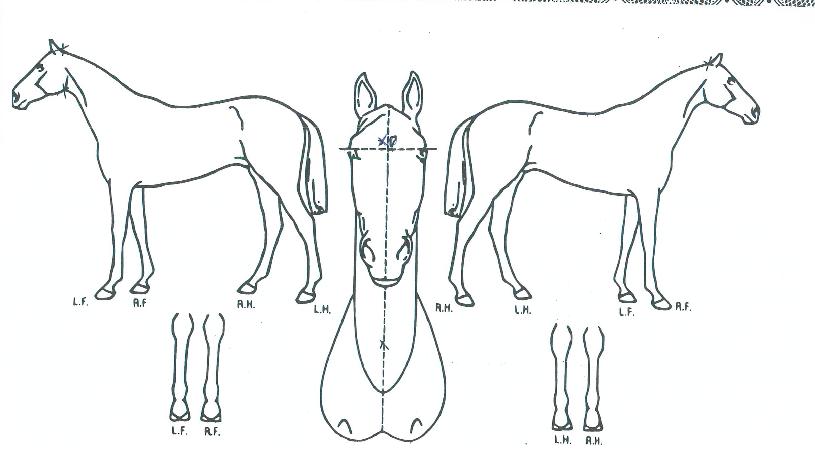 ¶¯Å¥Âû¸®ÀÇ Ãø¸é,¿ì¸é,µÞ¸é,µÎ»ó,´Ù¸®ÀÇ Æ¯Â¡µµÇØ