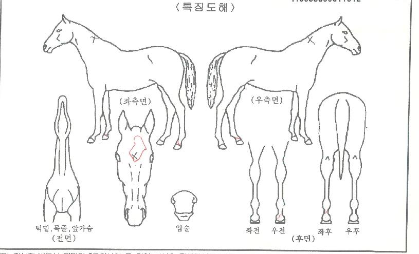 ³ì¸®ÃÑÀÇ Ãø¸é,¿ì¸é,µÞ¸é,µÎ»ó,´Ù¸®ÀÇ Æ¯Â¡µµÇØ
