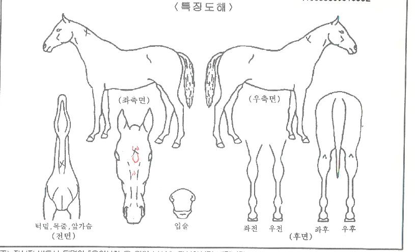 µ¶µµ»ç¶ûÀÇ Ãø¸é,¿ì¸é,µÞ¸é,µÎ»ó,´Ù¸®ÀÇ Æ¯Â¡µµÇØ