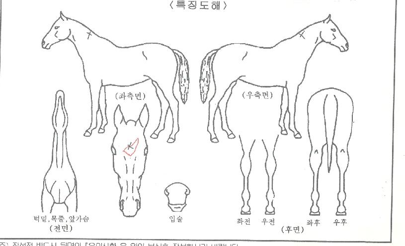 ¹éô°£µÎÀÇ Ãø¸é,¿ì¸é,µÞ¸é,µÎ»ó,´Ù¸®ÀÇ Æ¯Â¡µµÇØ