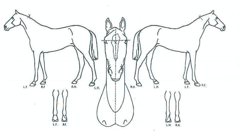 ÆÐ¼ÇÇ÷¹À̾îÀÇ Ãø¸é,¿ì¸é,µÞ¸é,µÎ»ó,´Ù¸®ÀÇ Æ¯Â¡µµÇØ