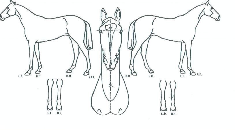 ¼¿ï½Ã´ëÀÇ Ãø¸é,¿ì¸é,µÞ¸é,µÎ»ó,´Ù¸®ÀÇ Æ¯Â¡µµÇØ