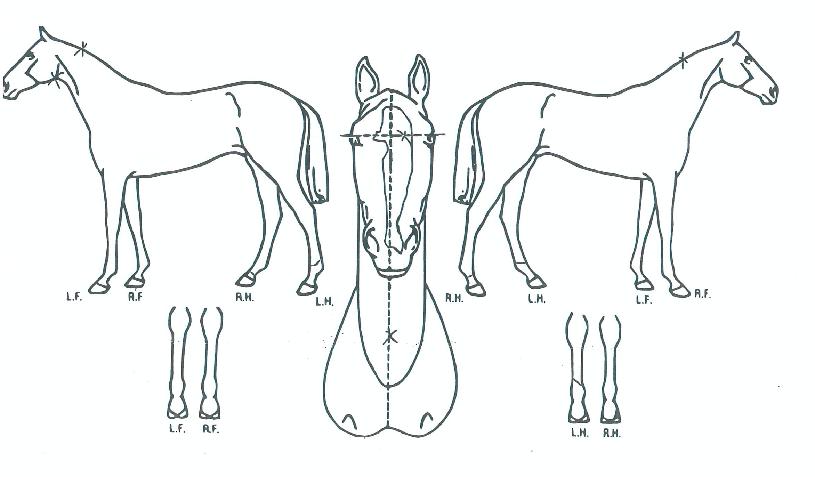 ¸®Æ²º¸ÀÌÇ÷¡½ÃÀÇ Ãø¸é,¿ì¸é,µÞ¸é,µÎ»ó,´Ù¸®ÀÇ Æ¯Â¡µµÇØ