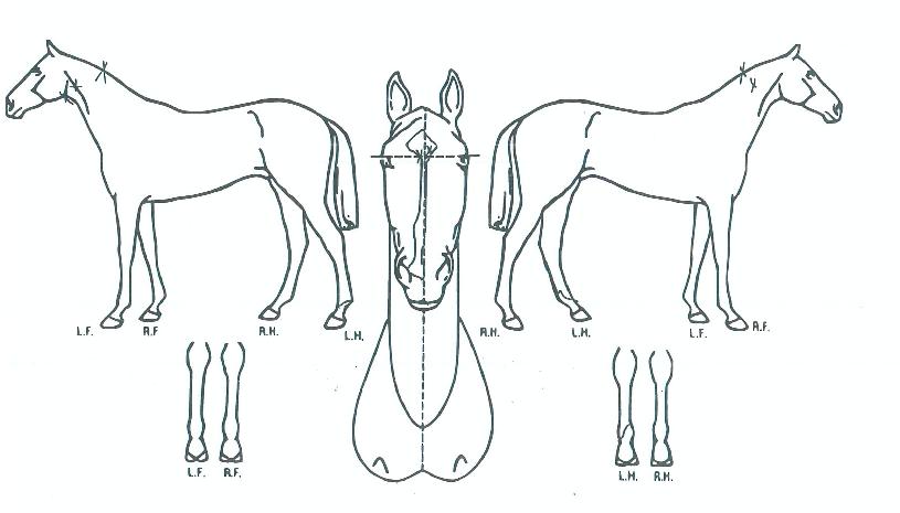 ÇÁ¸®¿¥ºñÀüÀÇ Ãø¸é,¿ì¸é,µÞ¸é,µÎ»ó,´Ù¸®ÀÇ Æ¯Â¡µµÇØ