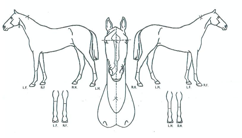 À̽ºÆ®Äè³²ÀÇ Ãø¸é,¿ì¸é,µÞ¸é,µÎ»ó,´Ù¸®ÀÇ Æ¯Â¡µµÇØ