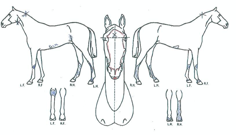 ¹Ì½ºÅÍÇÞºûÀÇ Ãø¸é,¿ì¸é,µÞ¸é,µÎ»ó,´Ù¸®ÀÇ Æ¯Â¡µµÇØ