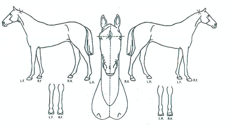 ÆÄÀÌÆ®Åõµ¥ÀÌÀÇ Ãø¸é,¿ì¸é,µÞ¸é,µÎ»ó,´Ù¸®ÀÇ Æ¯Â¡µµÇØ