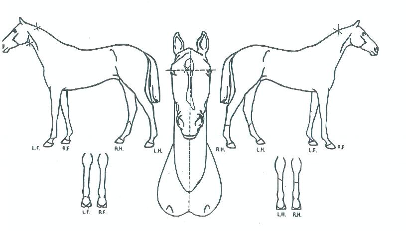 ±×·¹ÀÌÆ®¸®ÀÇ Ãø¸é,¿ì¸é,µÞ¸é,µÎ»ó,´Ù¸®ÀÇ Æ¯Â¡µµÇØ